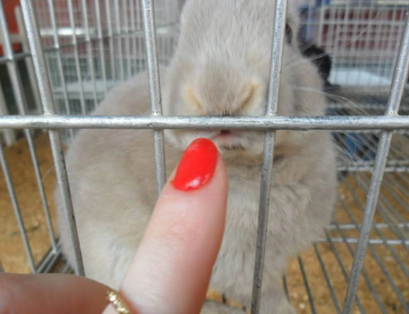 Residência para Idosos com Alzheimer Preço Jardim Haia do Carrão Residência para Idosos com Alzheimer Preço Jardim Haia do Carrão