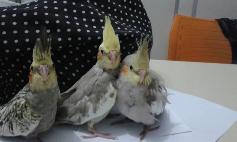 Quanto Custa Casa para o Idoso na Vila Maria Baixa Quanto Custa Casa para o Idoso na Vila Maria Baixa